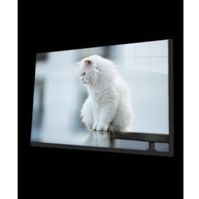 İdeal Glass Art Beyaz Kedi Cam Tablo