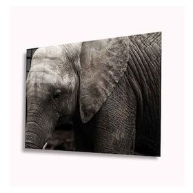 İdeal Glass Art Fil 4 mm Dayanıklı Temperli Cam Tablo