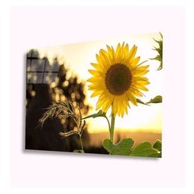İdeal Glass Art İdealizbiz Ayçiçeği 4 mm Dayanıklı Temperli Cam Tablo