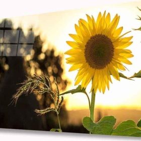 İdeal Glass Art İdealizbiz Ayçiçeği 4 mm Dayanıklı Temperli Cam Tablo