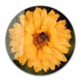 İdeal Glass Art İdealizbiz Çiçek Yuvarlak 4 mm Dayanıklı Temperli Cam Tablo