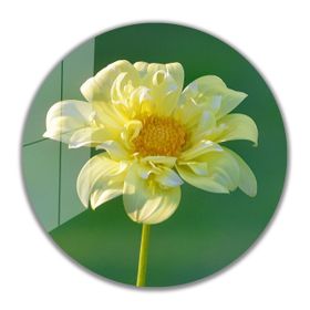 İdeal Glass Art İdealizbiz Çiçek Yuvarlak 4 mm Dayanıklı Temperli Cam Tablo