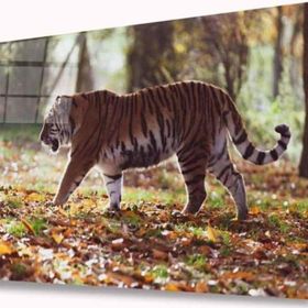 İdeal Glass Art İdealizbiz Kaplan 4 mm Dayanıklı Temperli Cam Tablo