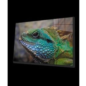 İdeal Glass Art İguana Cam Tablo