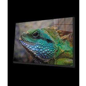 İdeal Glass Art İguana Cam Tablo