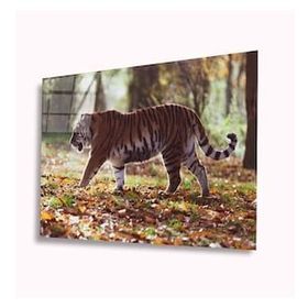 İdeal Glass Art Kaplan 4 mm Dayanıklı Temperli Cam Tablo