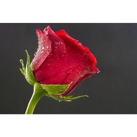 İdeal Glass Art Kırmızı Gül Cam Tablo