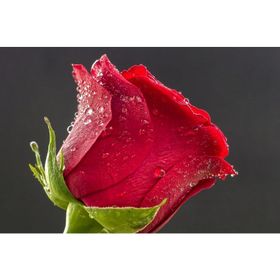 İdeal Glass Art Kırmızı Gül Cam Tablo