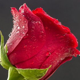 İdeal Glass Art Kırmızı Gül Cam Tablo