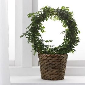 IKEA Druvflader Su Sümbülü 12 cm Saksı