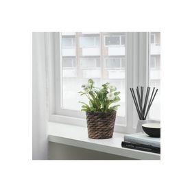 IKEA Druvflader Su Sümbülü 12 cm Saksı