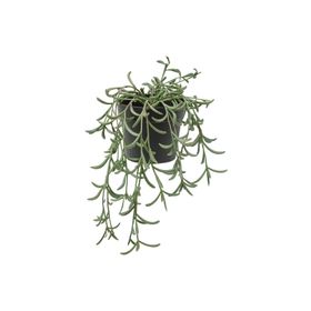 IKEA Fejka 13 cm Senecio Radicas Yapay Bitki