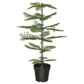 IKEA Fejka 15 cm Norfolk Adası Çamı Yapay Bitki