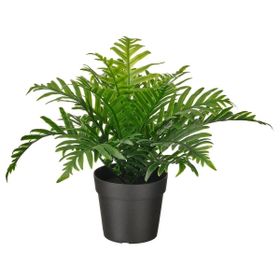 IKEA Fejka 9 cm Polypodium Yapay Bitki