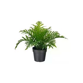IKEA Fejka 9 cm Polypodium Yapay Bitki