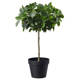 IKEA FEJKA Yapay Bitki Ortanca Yeşil 12 cm