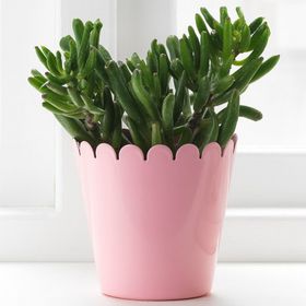 IKEA Sommar 2019 Pembe 9 cm Saksı