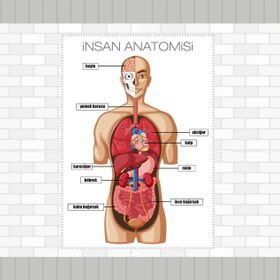 İnsan Anatomisi - Mehmet Yıldırım