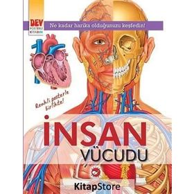 İnsan Vücudu - kollektif