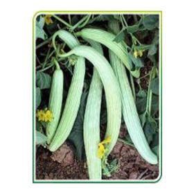 İntfa 1 kg Ispanak Tohumu