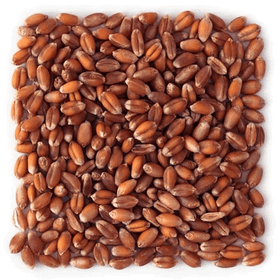 İpek Değirmen 500 gr Kara Buğday Tavuk Güvercin Kuş Yemi Yüksek Protein