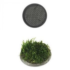 Ista 5 cm Yuvarlak Seramik Bitki Tabanı