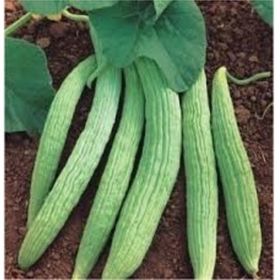 İstanbul Tohumculuk 10 gr Acur Tohumu