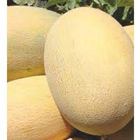 İstanbul Tohumculuk 25 gr Ananas Kavun Tohumu