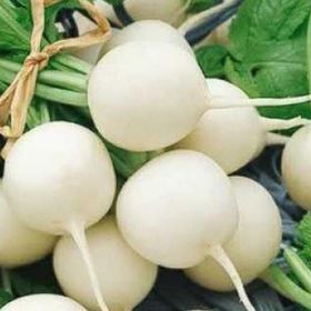 İstanbul Tohumculuk 25 gr Beyaz Turp Tohumu