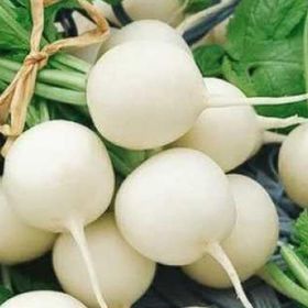 İstanbul Tohumculuk 25 gr Beyaz Turp Tohumu