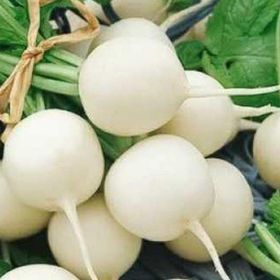 İstanbul Tohumculuk 25 gr Beyaz Turp Tohumu