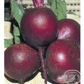 İstanbul Tohumculuk 25 gr Pancar Tohumu