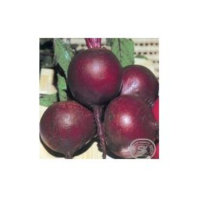 İstanbul Tohumculuk 25 gr Pancar Tohumu