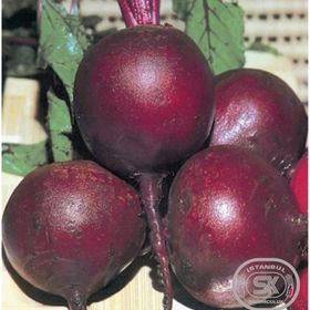 İstanbul Tohumculuk 25 gr Pancar Tohumu