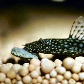Jbl Novo Pleco 50 gr Balık Yemi