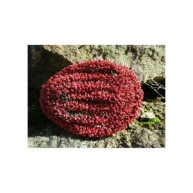 Jordan N:11A 1:87 Ölçek Çim Çiti 100 cm Koyu Kırmızı Maket