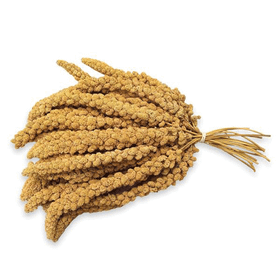 Jungle 500 gr Doğal Darı