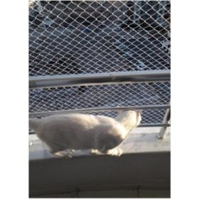 Kadir Tarım 1 mm 2.50 x 10 Metre Kedi Koruma Balkon Güvenlik Filesi