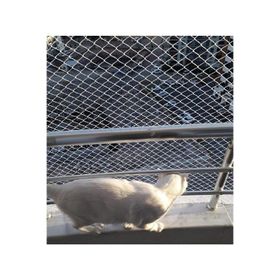 Kadir Tarım 1 mm 2.50 x 18 Metre Kedi Koruma Balkon Güvenlik Filesi