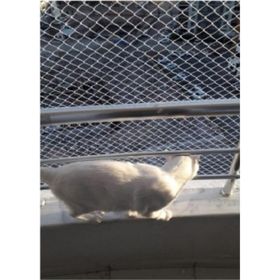 Kadir Tarım 1 mm 2.50 x 30 Metre Kedi Koruma Balkon Güvenlik Filesi