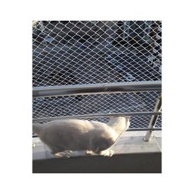 Kadir Tarım 1 mm 2.50 x 7 Metre Kedi Koruma Balkon Güvenlik Filesi
