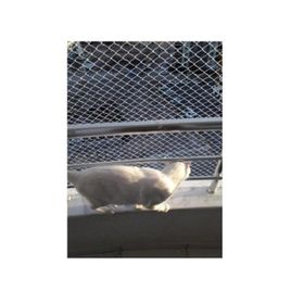 Kadir Tarım 1 mm 2 x 6 Metre Kedi Koruma Balkon Güvenlik Filesi