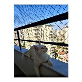 Kadir Tarım 2 mm 2 x 1 Metre Kedi Koruma Balkon Güvenlik Filesi