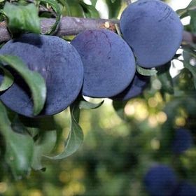 Karadeniz Fidancılık Açık Köklü Black Amber Erik Fidanı