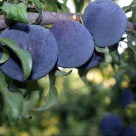 Karadeniz Fidancılık Açık Köklü Black Amber Erik Fidanı