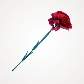 KARANFIL - FERMAN KARAÇAM