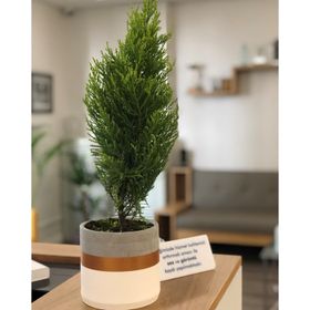 Kermesteyiz.biz Dekoratif Saksı