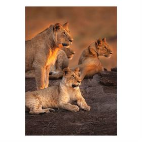 Keskin Color Aslanlar 1000 Parça Puzzle