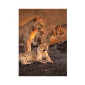 Keskin Color Aslanlar 1000 Parça Puzzle