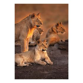 Keskin Color Aslanlar 1000 Parça Puzzle